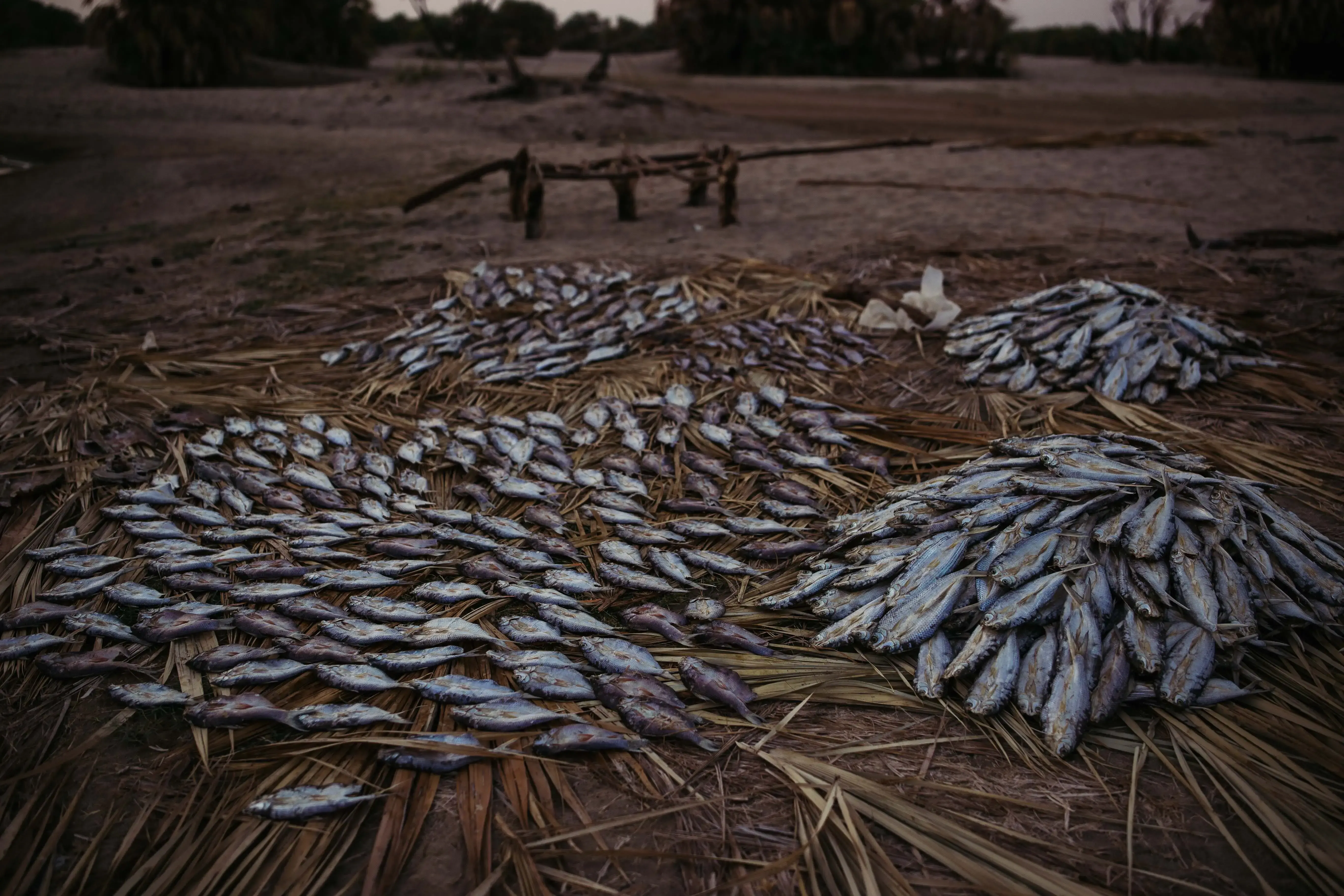 Herders Turn To Fishing In The Desert Amid Severe Drought Putting